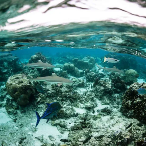 aquarium naturelle dans le lagon de bora bora © Myles McGuinness