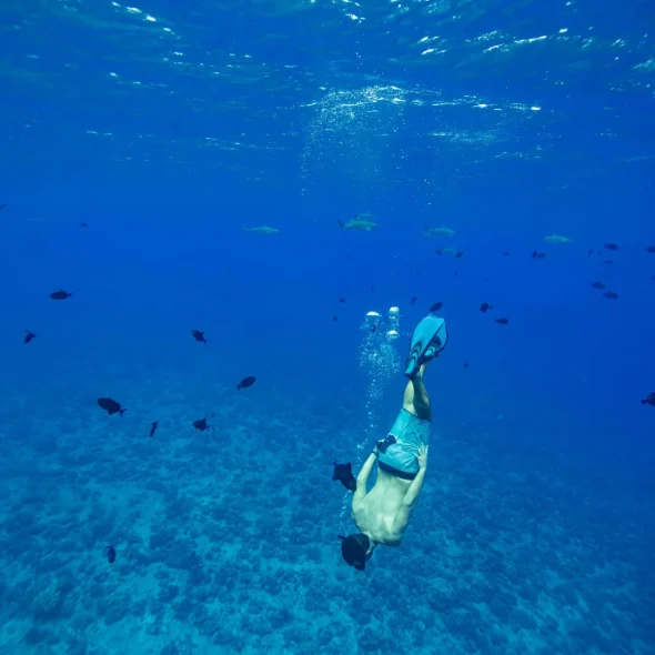 Plongez à la passe de bora bora en compagnie des requins de récif © Grégoire Le Bacon