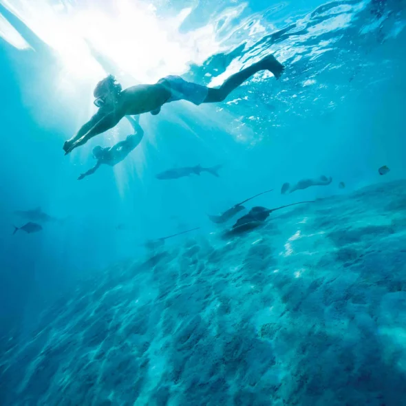 une balade sous l'eau avec les raies et requins du lagon de bora bora © Grégoire Le Bacon