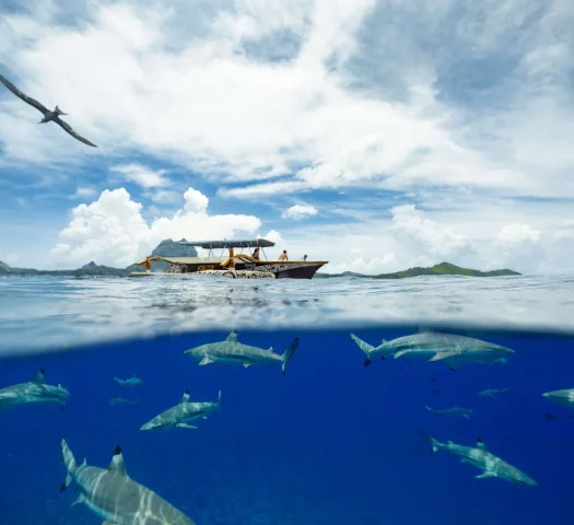 tour en pirogue privé sur le lagon de bora bora pour explorer les fonds marins © Grégoire Le Bacon