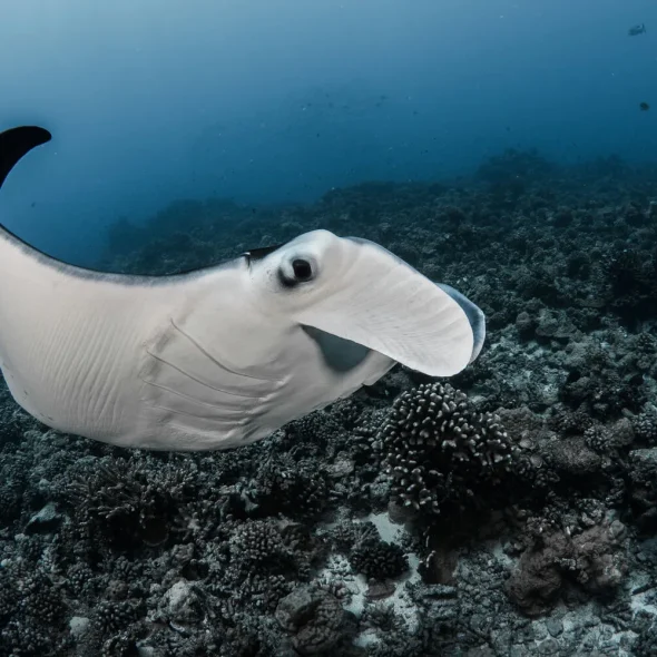 Plongée avec une raie manta © Grégory Lecoeur