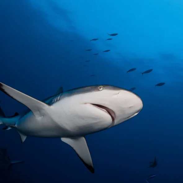 Plongée avec les requins © Frédérique Legrand
