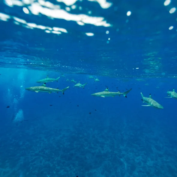 Observation de requins © Grégoire Le Bacon