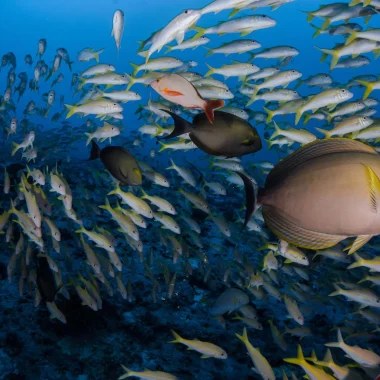 La faune marine de Fakarava © Frédérique Legrand