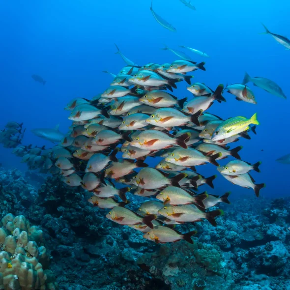 Banc de poissons © Greg Lecoeur