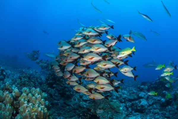 Banc de poissons © Greg Lecoeur