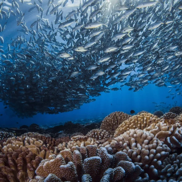 Un balai aquatique © Frédérique Legrand