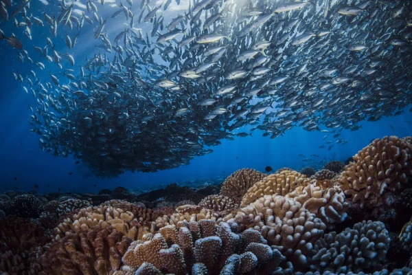 Un balai aquatique © Frédérique Legrand