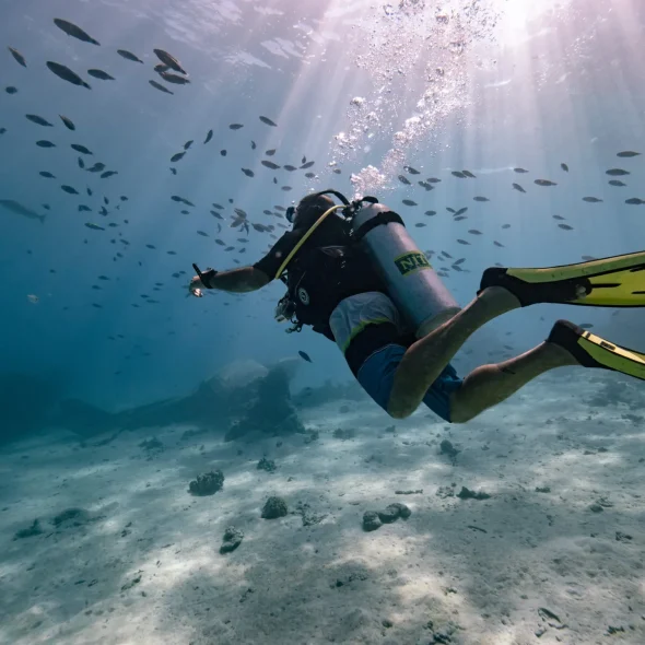 Session plongée avec des bancs de poissons © Mark Fitz