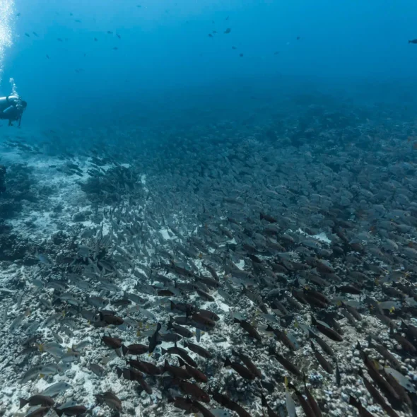 Plongée en compagnie de bancs de poissons © Alexandre Voyer