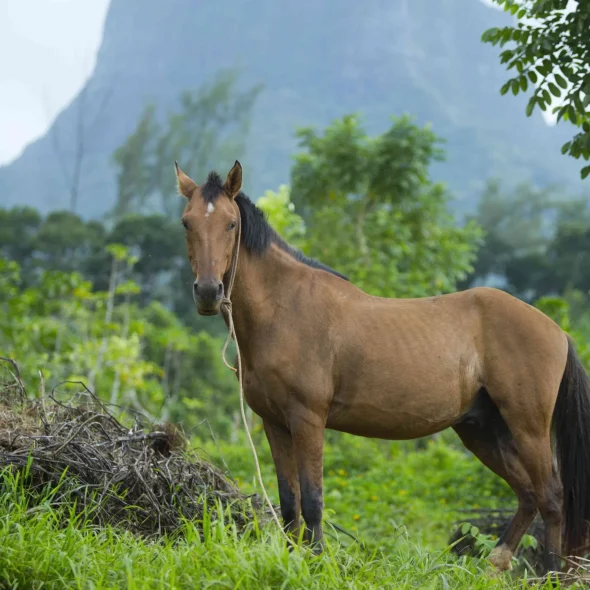 Balade à cheval © Tahiti Tourisme