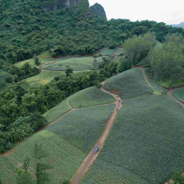 La route des ananas ©_Tahiti Fly Shoot