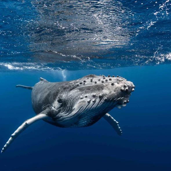 Observer les baleines lors de la saison © Grégory Lecoeur