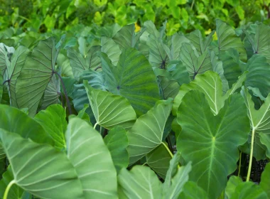 Tarodière à Rurutu © Tahiti Tourisme