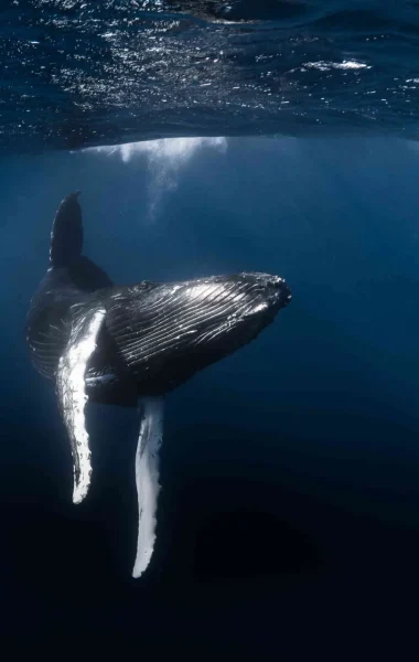 Observez une baleine dans les eaux polynésiennes© Grégory Lecoeur