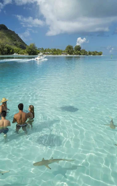 Visite des raies et requins © Grégoire Le Bacon