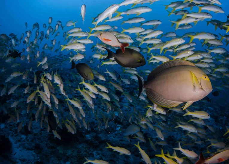 Les eaux poissonneuses de Nuku HIva© Frédérique Legrand