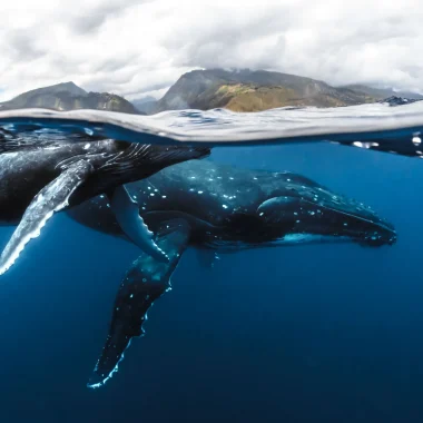 Une baleine et son baleineau à Tahiti Et Ses Îles © Frédérique Legrand
