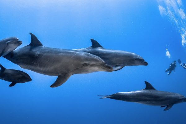 Que faire à Rangiroa ?