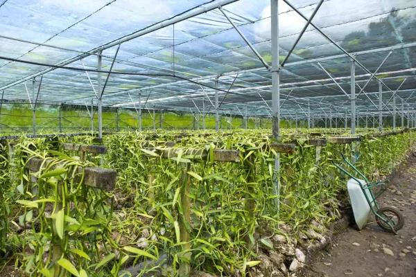 Que faire à Tahiti quand il pleut