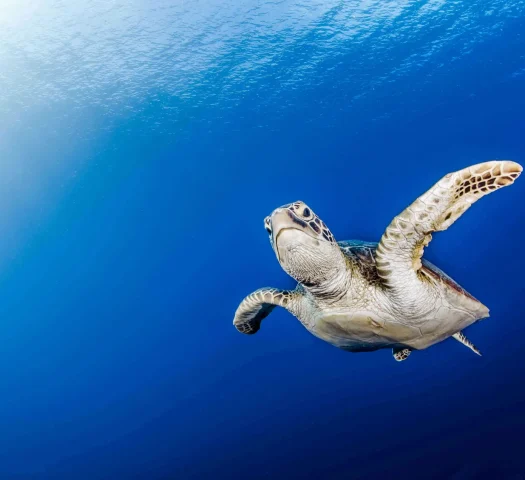 Une_jeune tortue aux Tuamotu © Frédérique Legrand