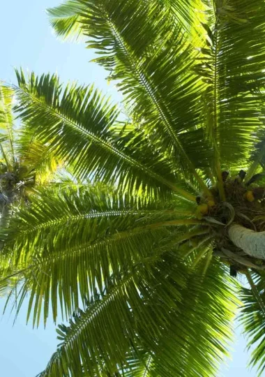 Palmier de Tikehau © Tahiti Tourisme