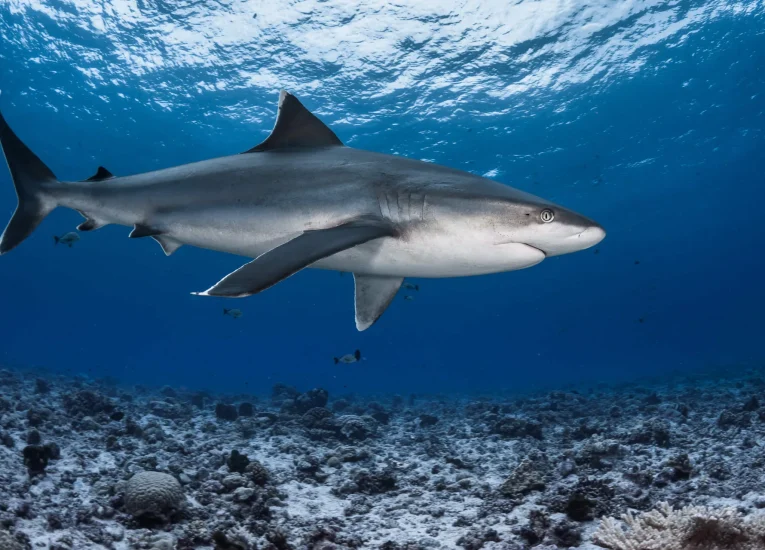 Requin gris © Grégory Lecoeur