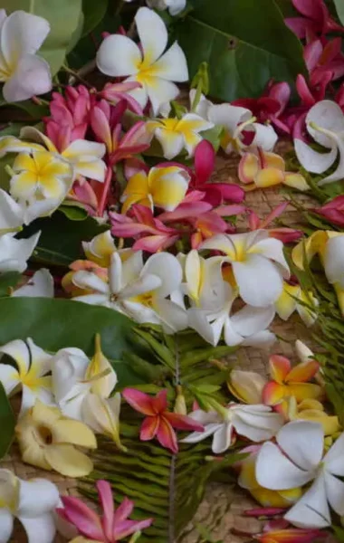 Belles fleurs de Tipaniers pour la confection de couronnes de fleurs © Tahiti Tourisme