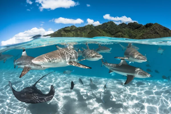 Raies et requins de Moorea © Grégory Lecoeur