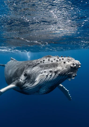 Observation de baleine © Grégory Lecoeur