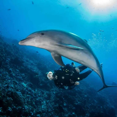 Plonger avec un dauphin© Bernard Beaussier