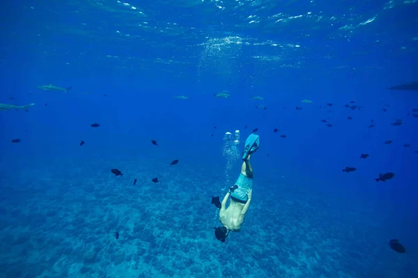 Plongée Raiatea - Taha'a © Grégoire Le Bacon