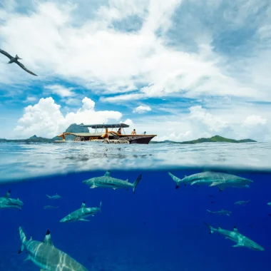 Excursion bateau à Bora Bora © Grégoire Le Bacon
