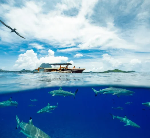 Excursion bateau à Bora Bora © Grégoire Le Bacon