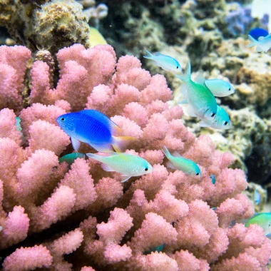 Coraux et poissons multicolores de Tahiti Et Ses Îles © Stéphane Mailion / Service du Tourisme