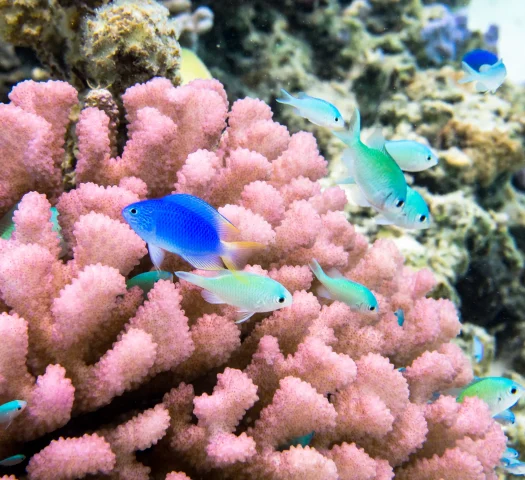 Coraux et poissons multicolores de Tahiti Et Ses Îles © Stéphane Mailion / Service du Tourisme