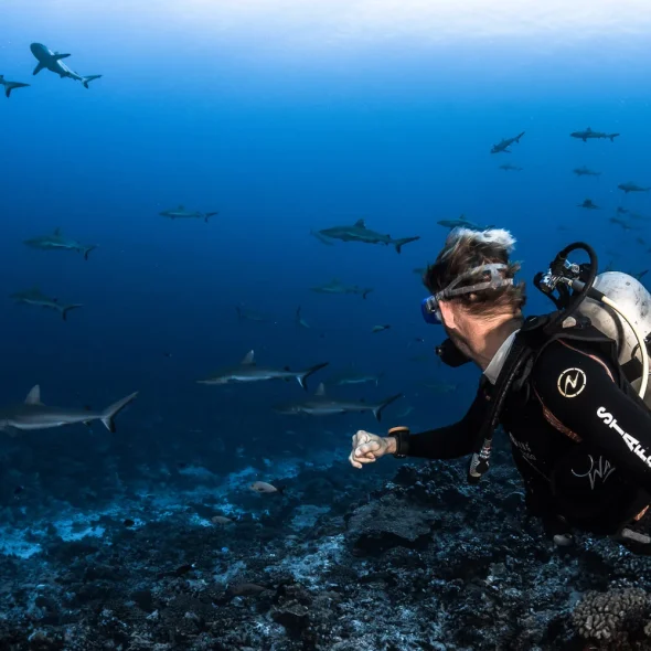 Plongée au Mur de requins ©Grégory Lecoeur