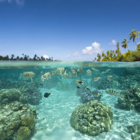 Jardin de Corail à Taha'a ©_Grégoire Le Bacon-2880x1920