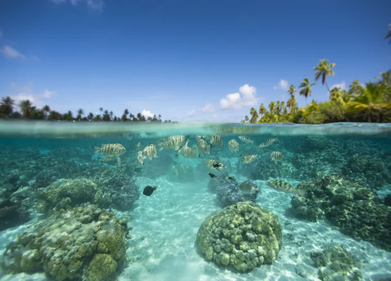 Jardin de Corail à Taha'a ©_Grégoire Le Bacon-2880x1920