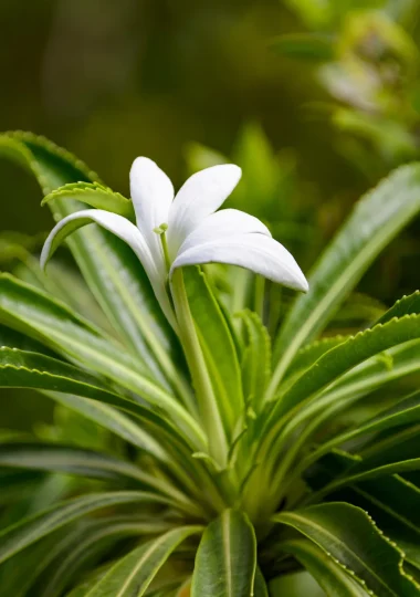 La Tiare Apetahi, fleur endémique de Raiatea © Philippe Bacchet