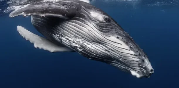 Vue sur une baleine © Grégory Lecoeur