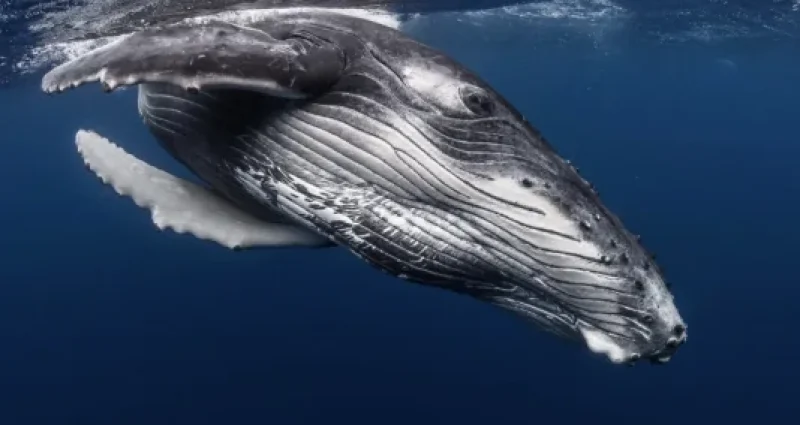 Vue sur une baleine © Grégory Lecoeur