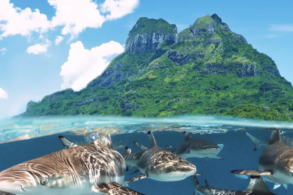 Snorkeling with sharks in Bora Bora
