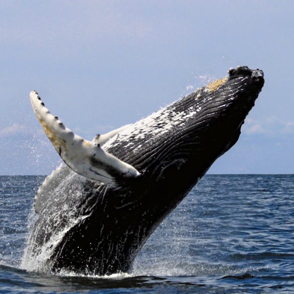 Baleine sautant de l'eau c Tahiti Tourisme