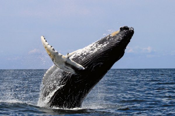 Baleine sautant de l'eau c Tahiti Tourisme